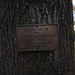 Chester Lyons Photo 8