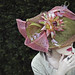 Heather Buckley Photo 31