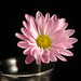 Daisy Bell Photo 18