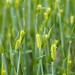 Edwin Wheat Photo 5