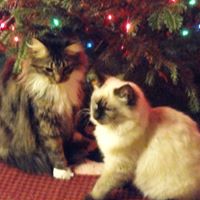 Vickie Stone Photo 24