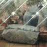 Cheryl Thompson Photo 21