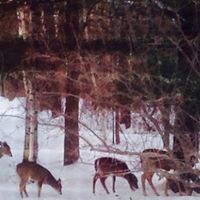 Harold Peterson Photo 34