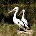 Bob Stork Photo 9