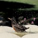 John Shook Photo 31