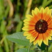 Calvin Flowers Photo 35