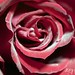 Rose Pacheco Photo 19