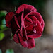 Bette Bloom Photo 14