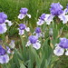 Gary Middleton Photo 10