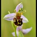 David Bee Photo 32