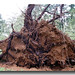 Katrina Meadows Photo 8