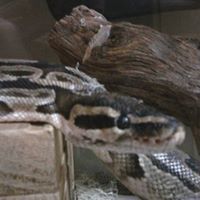 Kevin Bagwell Photo 4