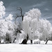 Robert Bird Photo 19