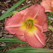 Frances Hodgkins Photo 6