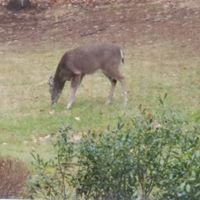 Lorrie Nichols Photo 14