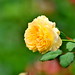 Rose Powers Photo 13
