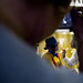 Joseph Thibodeau Photo 26