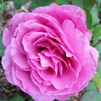 Ruby Gray Photo 26