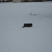 Christy Snow Photo 14