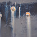 Neil Siskind Photo 7