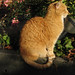 Ginger Sampson Photo 4