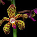 Debra Atwood Photo 8