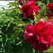 Kathy Maynard Photo 15