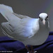 Simone White Photo 9