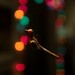 Joy Robins Photo 2