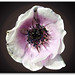 Robert Kasper Photo 19