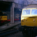 Joan Healey Photo 6