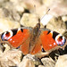 Andrew Peacock Photo 25