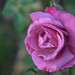 Charles Rose Photo 18