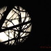 Keith Gilbert Photo 36