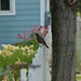 Robin Horn Photo 21