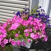 Alicia Flowers Photo 37