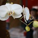 Lynn Capps Photo 10