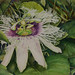 Julie Mcintyre Photo 17