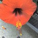 Phillip Flowers Photo 22