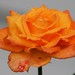Chris Rose Photo 21