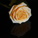 Rose Westbrook Photo 9