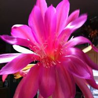 Darla Taylor Photo 7