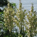 Maria Plant Photo 18