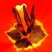 Malcolm Flowers Photo 9