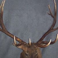 Roy Hodges Photo 4