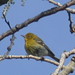 Michael Pines Photo 15