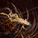 Robert Bain Photo 51