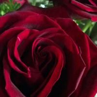 Barbara Pinder Photo 2
