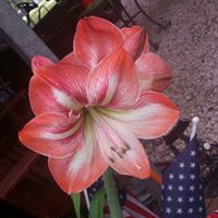 Barbara Pugh Photo 46