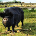 Kent Bacon Photo 10
